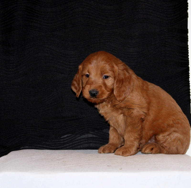 puppy, for, sale, Mini Goldendoodle F1, Matthew B. Stoltzfus, dog, breeder, Gap, PA, dog-breeder, puppy-for-sale, forsale, nearby, find, puppyfind, locator, puppylocator, aca